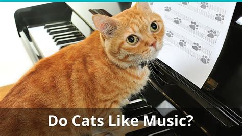 Do Cats Like Loud Music? And Why Do They Always Sit on Your Keyboard When You're Busy?